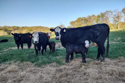 Cows standing in a field.