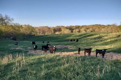 Cows standing in a field.