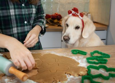 A golden retriever watching its owner bake holiday cookies wearing a snowman headband.