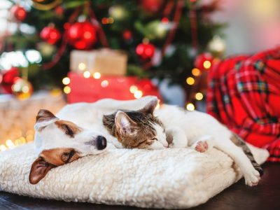 A terrier and a short haired cat sleeping under a Christmas tree on a fluffy white pillow