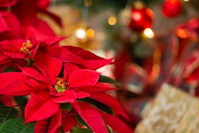 Photo of red poinsettia flowers in front of a blurred background of Christmas lights and a Christmas tree.