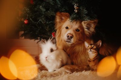 Photo of a dog, cat, and guinea pig sitting under a Christmas tree indoors.