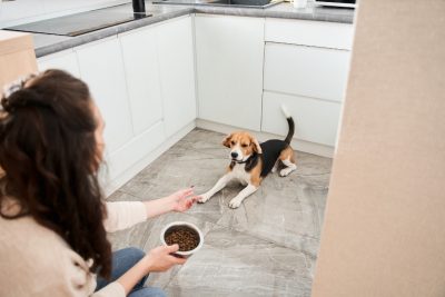 A beagle waiting for his owner to set his foot bowl down on a marble floor