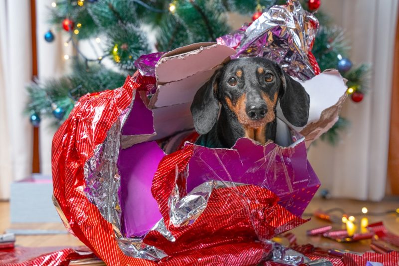 A dachshund sitting under a Christmas tree inside of a torn up box and wrapping paper.