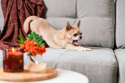 Young chihuahua yawning on a couch sitting behind a few decorative candles.