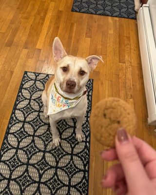 A mixed breed dog sitting for a cookie