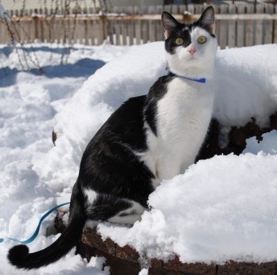 A tuxedo cat sitting in the snow