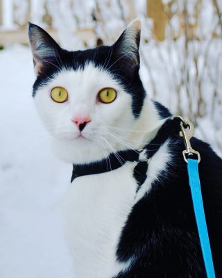 A tuxedo cat sitting in the snow