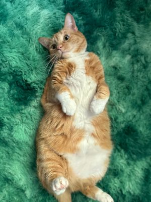 An orange American Shorthair cat laying on a green fuzzy carpet