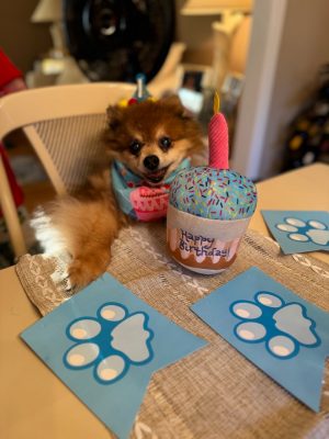 An older Pomeranian wearing a birthday hat and bandana sitting with a cupcake dog toy