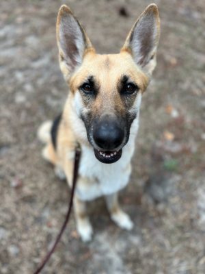 A German Sheppard dog sitting on gravel and posing