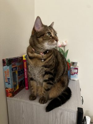 An American Shorthair striped cat sitting on a table