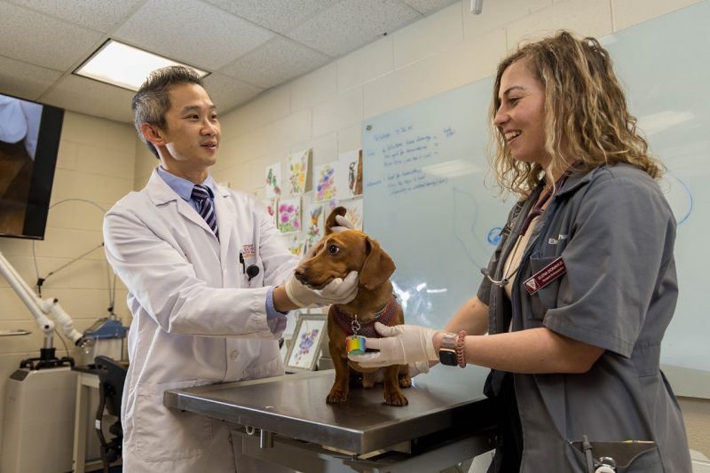 Ben Tham (on left), clinical associate professor of Dermatology examining a patient with DVM student. 