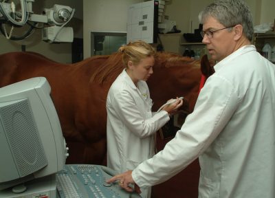 Greg Daniel doing an ultrasound with a colleague on a horse.