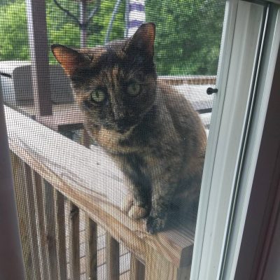 Picture of a cat sitting on a porch railing.