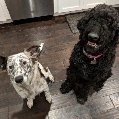 Two dogs sitting for a treat.