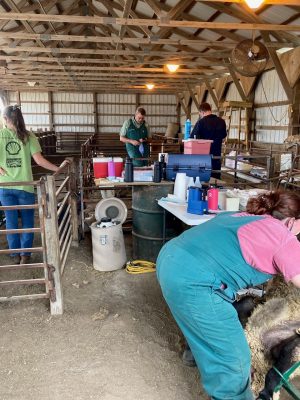 Dr. Kevin Pelzer working in a barn.