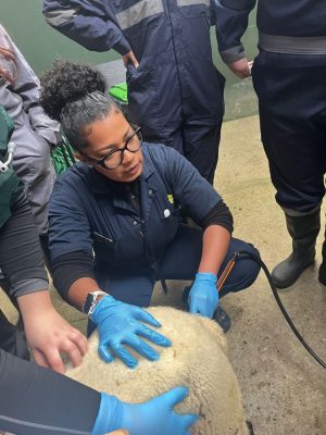 Ana Ryan examining a calf.