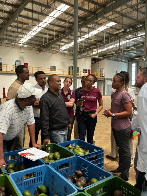 Learning about avocado oil processing.