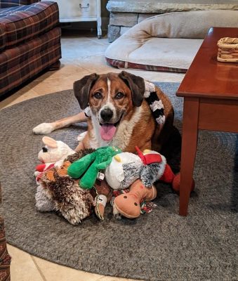 Dog laying with a bunch of toys.