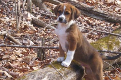 Puppy standing on a log in the woods.