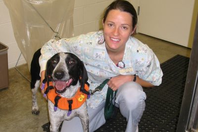 Veterinary professional doing rehab with a dog.
