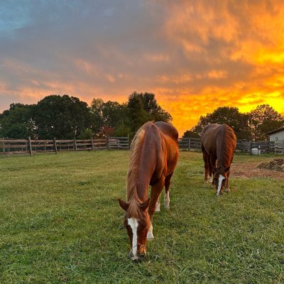 Two horses grazing in a field with a sunset in the background.