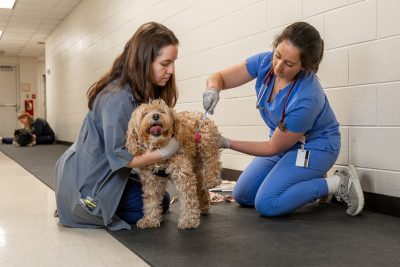 Two veterinary professionals examine a dog.