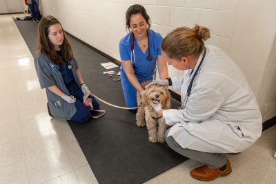 Three veterinary professionals examine a dog.