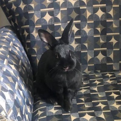 Black bunny sitting in a chair.