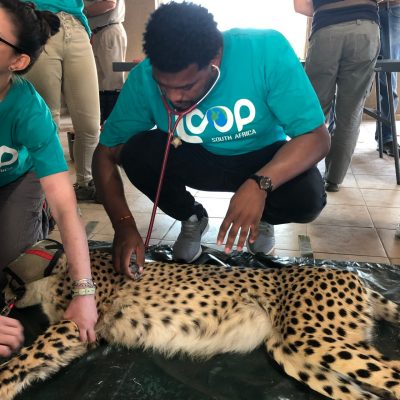 Marquis Harper taking vital signs of an animal.