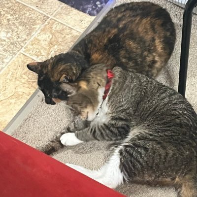 Two cats laying together on carpet.