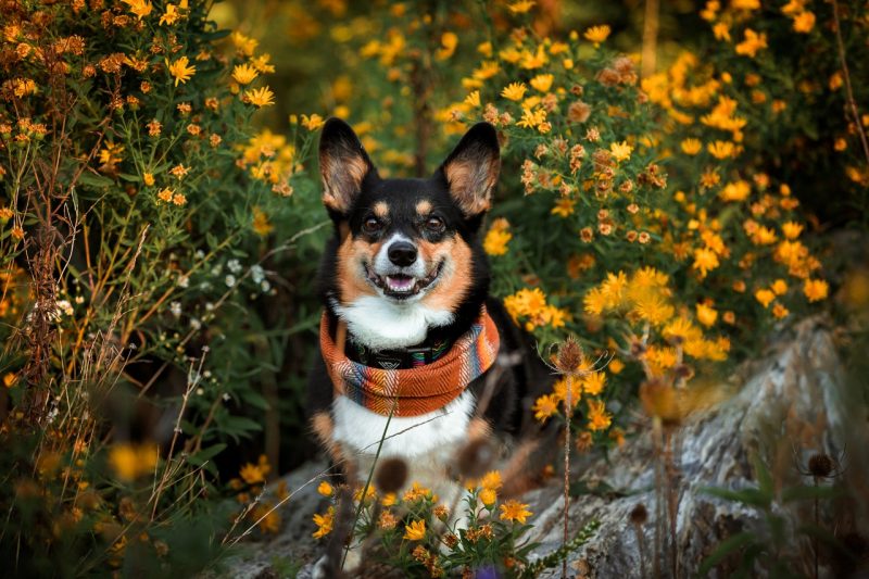 Dog standing in a field of yellow flowers.
