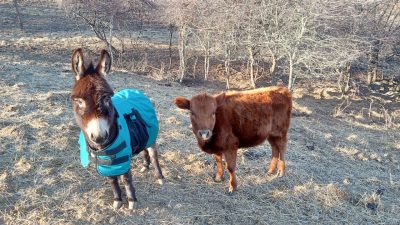 Two donkeys in a field.