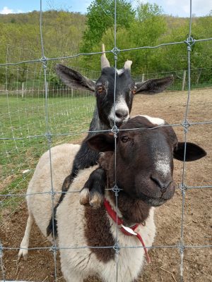 Two goats in a field.