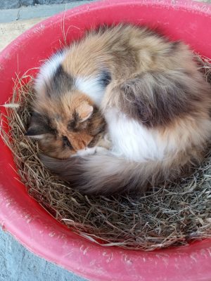 Cat curled up in a red bowl.
