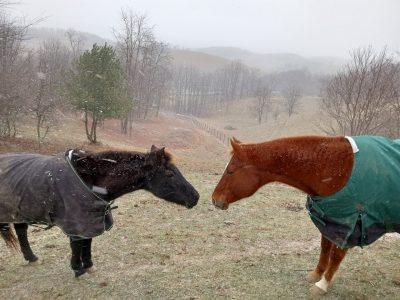 Two horses in a snowy field.