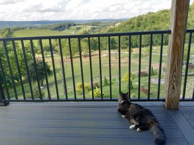Sox the cat looking out at a mountain view.