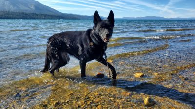 Black dog in water. 