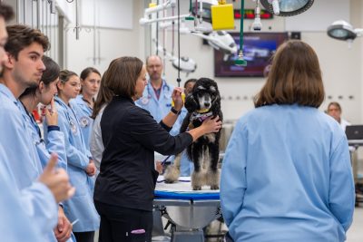 First year students participated in a restraint lab with community owned pet volunteers. They learned different restraint techniques and medication administration.