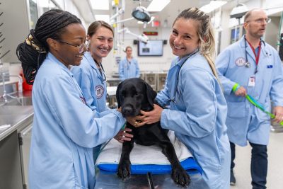 First year students participated in a restraint lab with community owned pet volunteers. They learned different restraint techniques and medication administration.