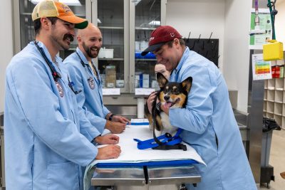 First year students participated in a restraint lab with community owned pet volunteers. They learned different restraint techniques and medication administration.