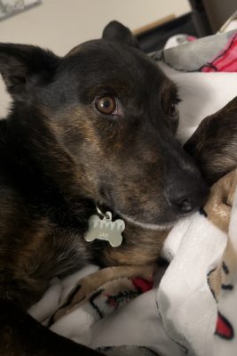 Dog laying in bed. 