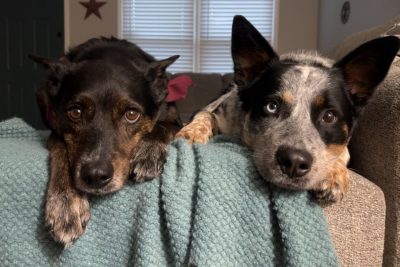 Two dogs sitting on the back of a chair.