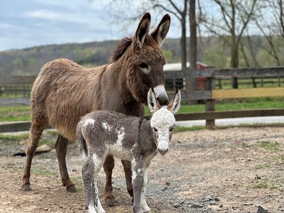 Daisy and her foal Harper. 