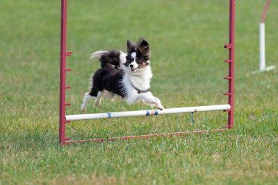 Miryam Harrell during agility practice.