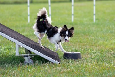 Miryam Harrell during agility practice.