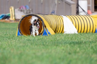 Miryam Harrell during agility practice.