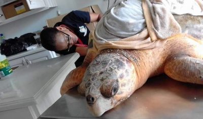 Carla Savage examining 'Sammy' the Loggerhead Sea Turtle.