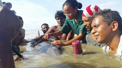 Carla Savage working on a dolphin. 